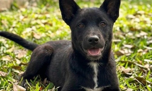 Prefeitura de VR promove mais uma edição do espaço de adoção ‘Família Animal’ neste sábado
